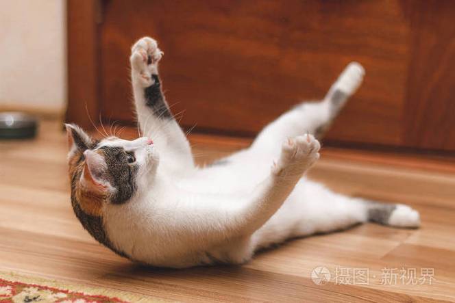 翻滚小猫缩略图