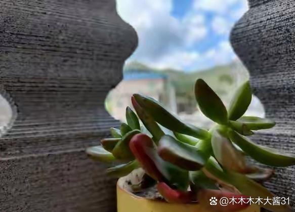 树洞赚钱缩略图