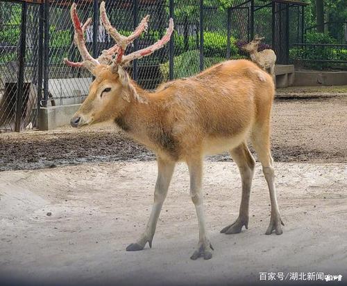 鹿脱鹿角