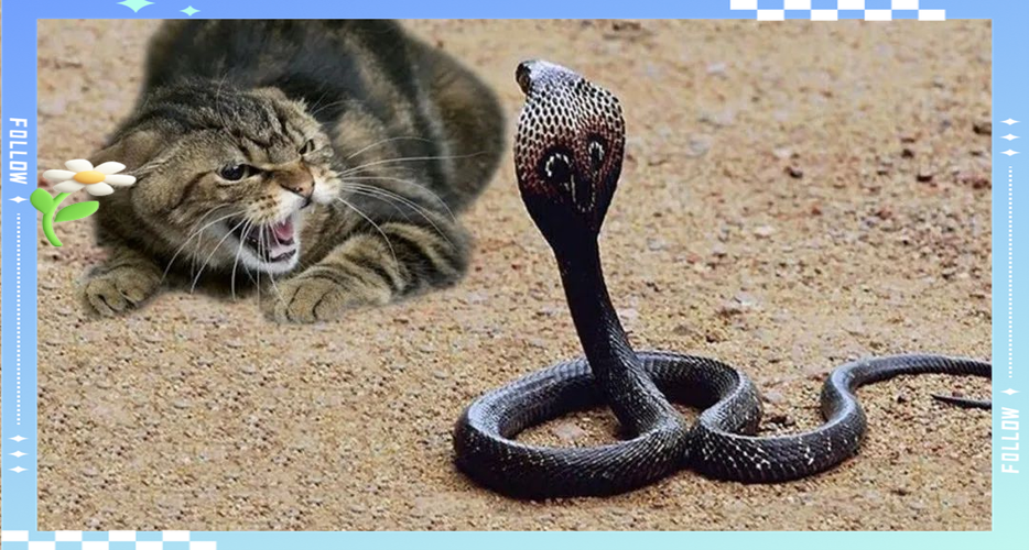 猫猫蛇