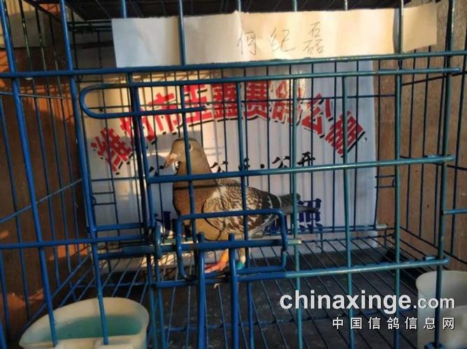 广东智速捷入棚照