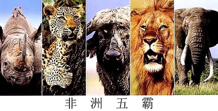 5个虎的绰号霸气图标