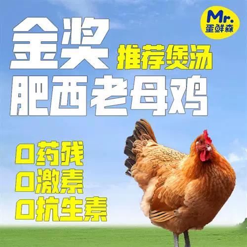 养一年的母鸡老吗截图