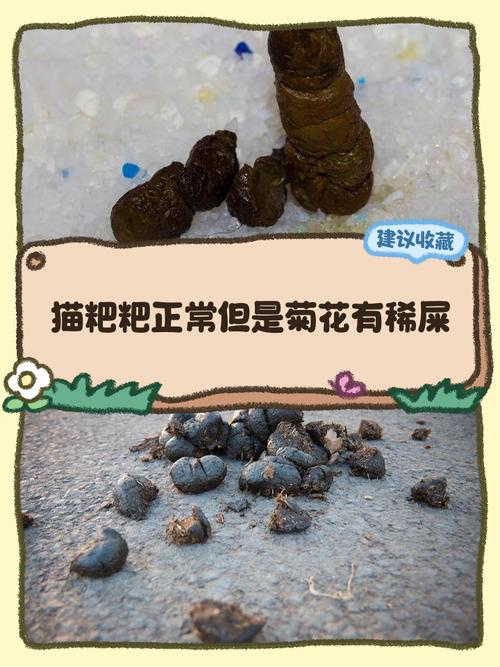 猫拉不出屎怎么办快速解决