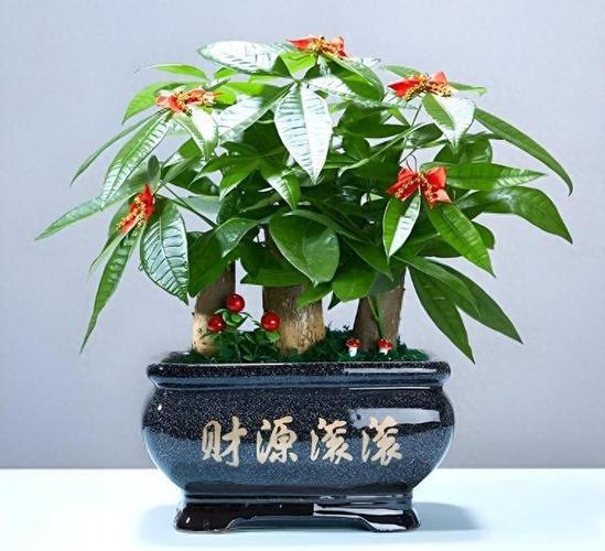 招财进宝树长什么样子