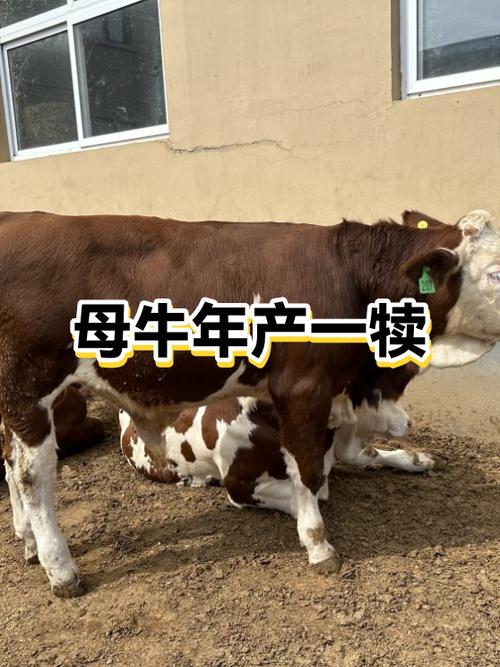 怀孕牧场怎么耕地