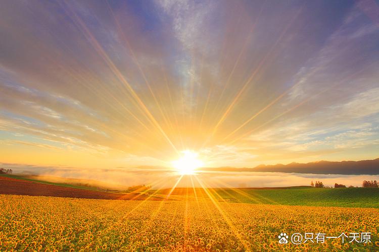 阳光风景图片