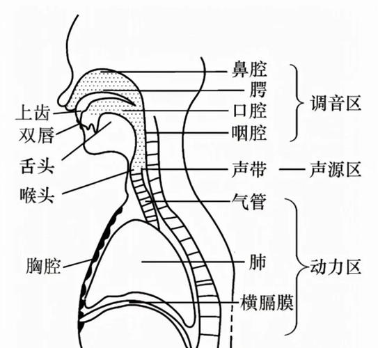 人类的发声器官包括