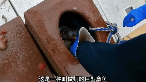 抓章鱼最新工具
