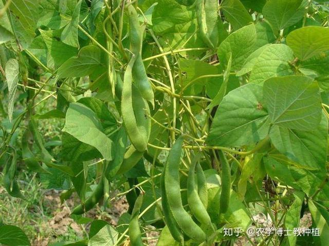 冰豆和扁豆的区别