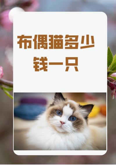 布偶猫价格多少钱一只图标