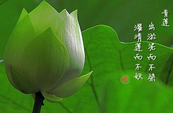 造化青莲化形伴生三宝