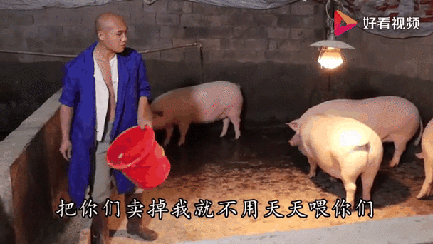 养猪的喂猪的搞笑图片