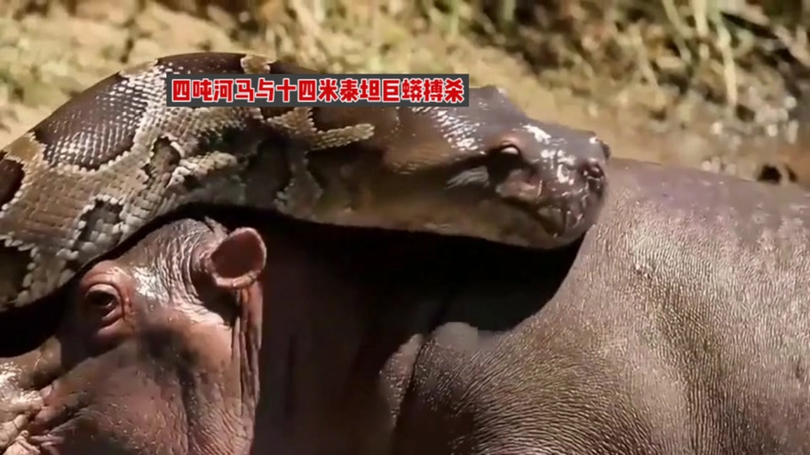 泰坦巨蟒对战泰坦巨蟒游戏截图
