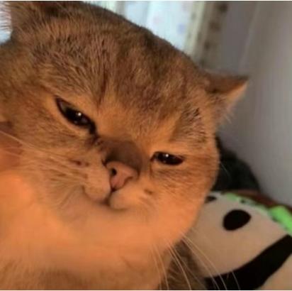 猫的表情
