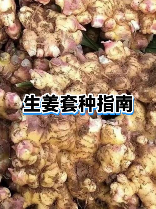 被帆布鞋女鞋踩在脚下生姜的功效缩略图