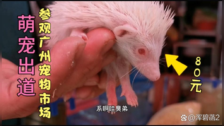 刺猬一般多少元一只缩略图