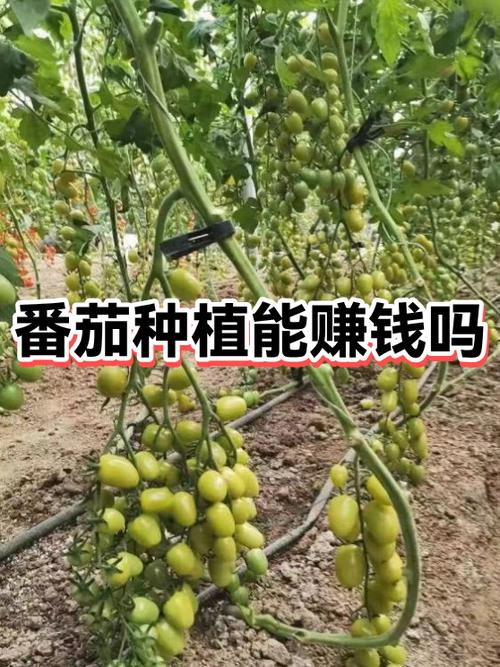 种西红柿赚钱吗
