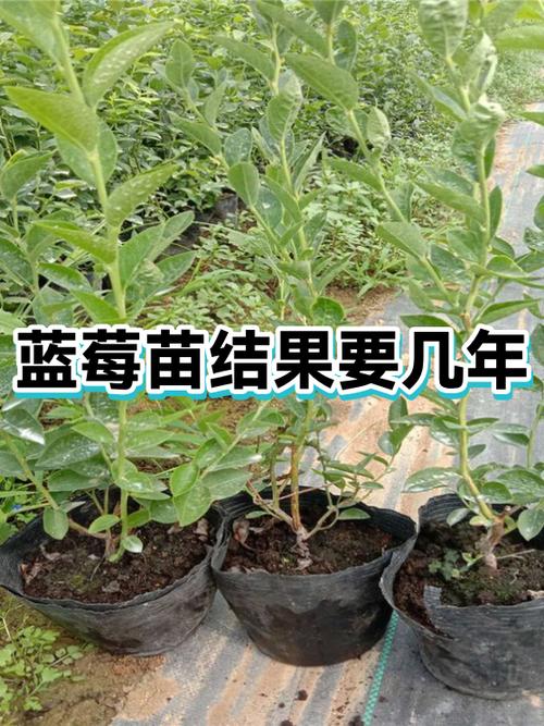 蓝莓树寿命几年