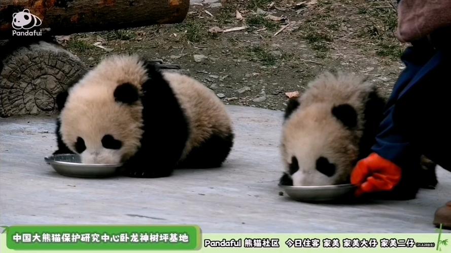 熊猫社区