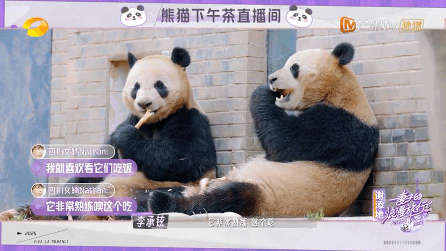 韩国熊猫综艺在哪里看图标