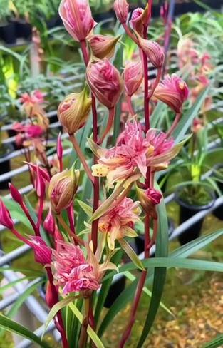 花卉五福临门