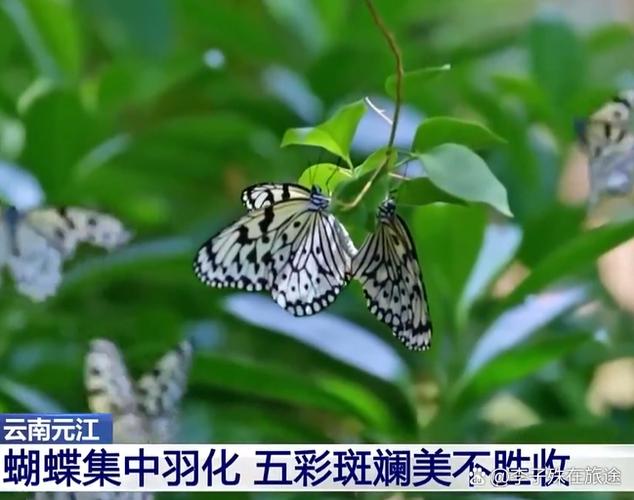 手机是黑白色怎么调成彩色截图