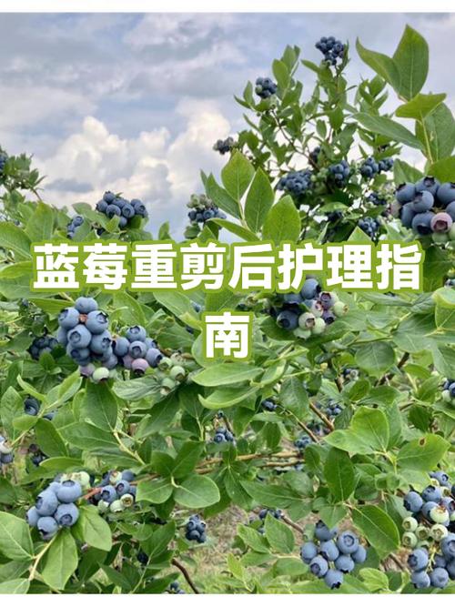 蓝莓新枝需要打顶吗