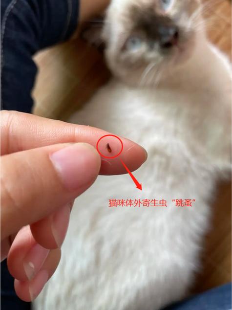 猫生上跳蚤如何处理