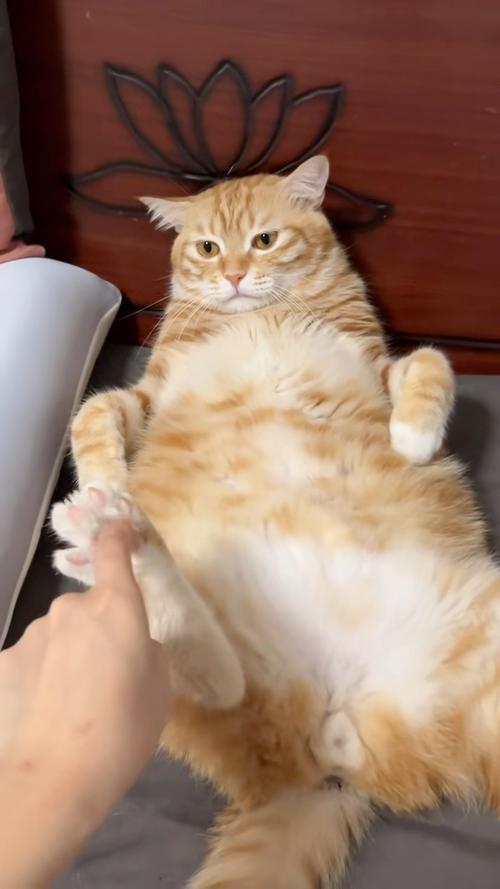 猫挠脚丫视频大全缩略图