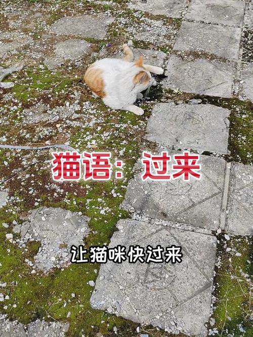 带猫字的昵称