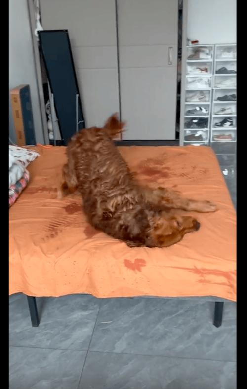狗跑到床上有什么征兆