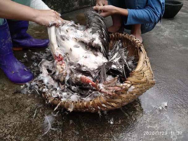 自家杀鹅有什么讲究吗
