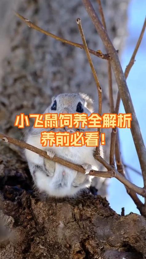 飞鼠正确饲养方法