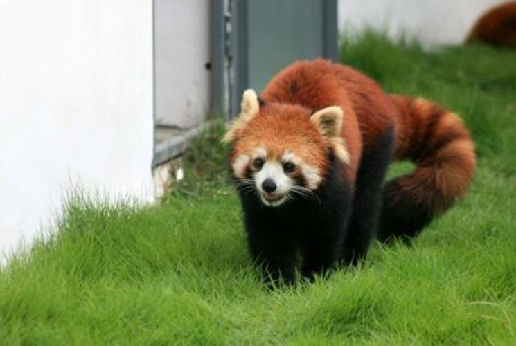 小熊猫为什么叫小熊猫