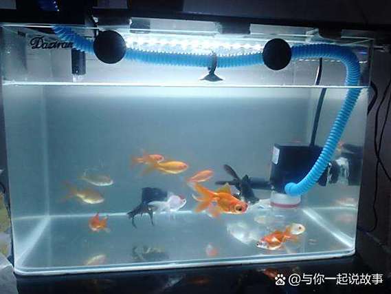 鱼缸水发红怎么处理图标