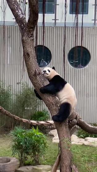 熊猫渝贝