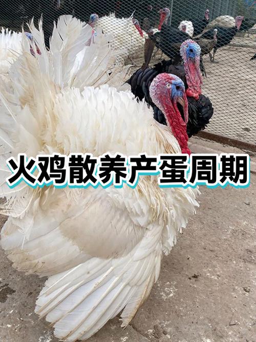 火鸡怎么养