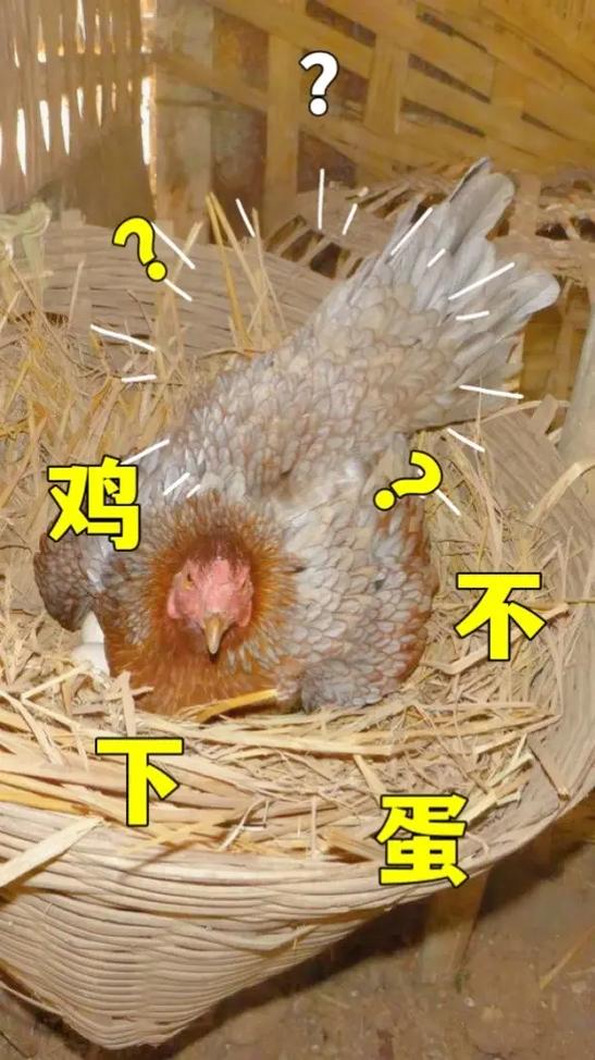 鸡不下蛋怎么办土办法