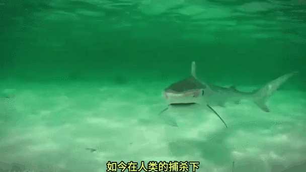 关于鲨鱼被猎杀的纪录片截图