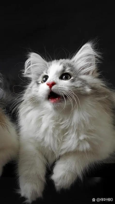 猫咪的叫声吸引猫过来
