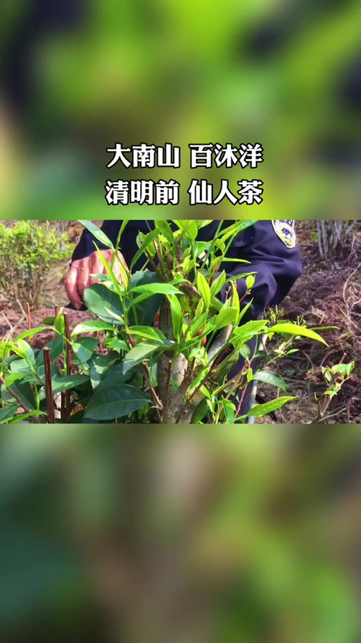 网上品茶是不是仙人跳