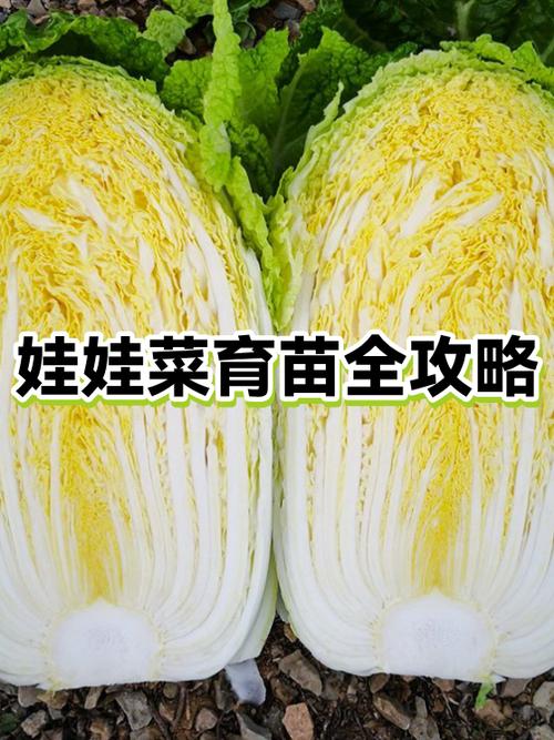 娃娃培养攻略缩略图