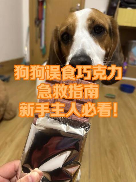 狗狗误食巧克力多久出现症状