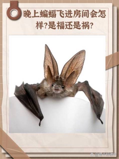 蝙蝠进家是好事还是坏事
