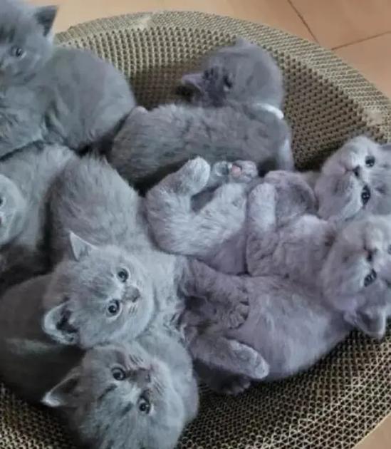 蓝猫几个月变漂亮