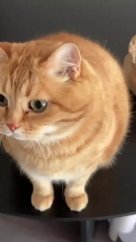 橘猫能听懂人说话吗