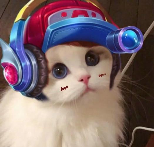 王者猫