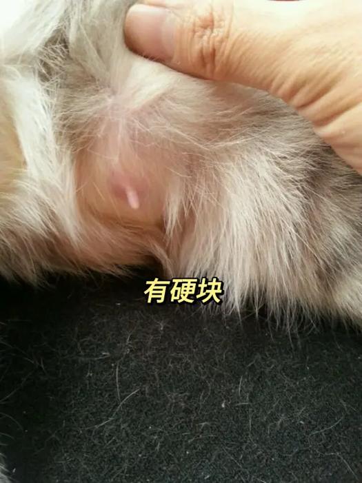 小猫胸口有骨头凸起缩略图