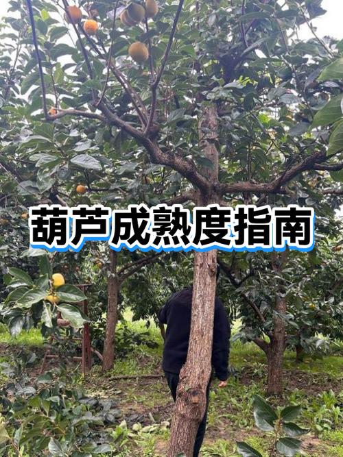 葫芦什么样算成熟